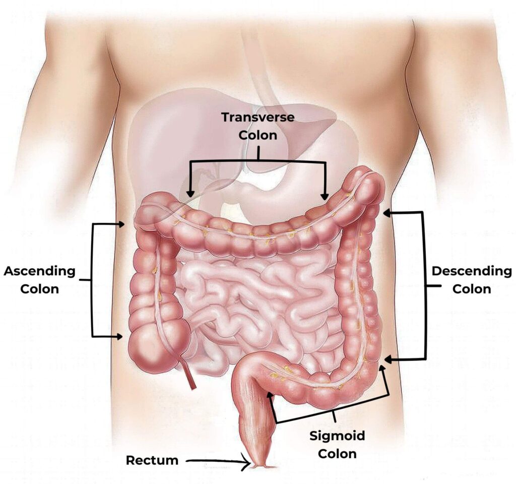 A diagram of the human digestive system, showing the different sections of the colon.